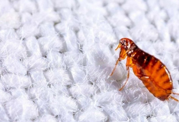 How To Kill Fleas In Carpet? 8 Most Effective Ways Recommended By KATA